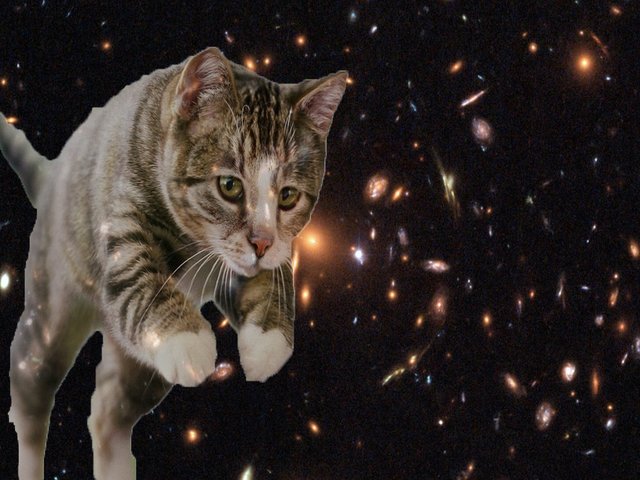 Food and cats from outer space